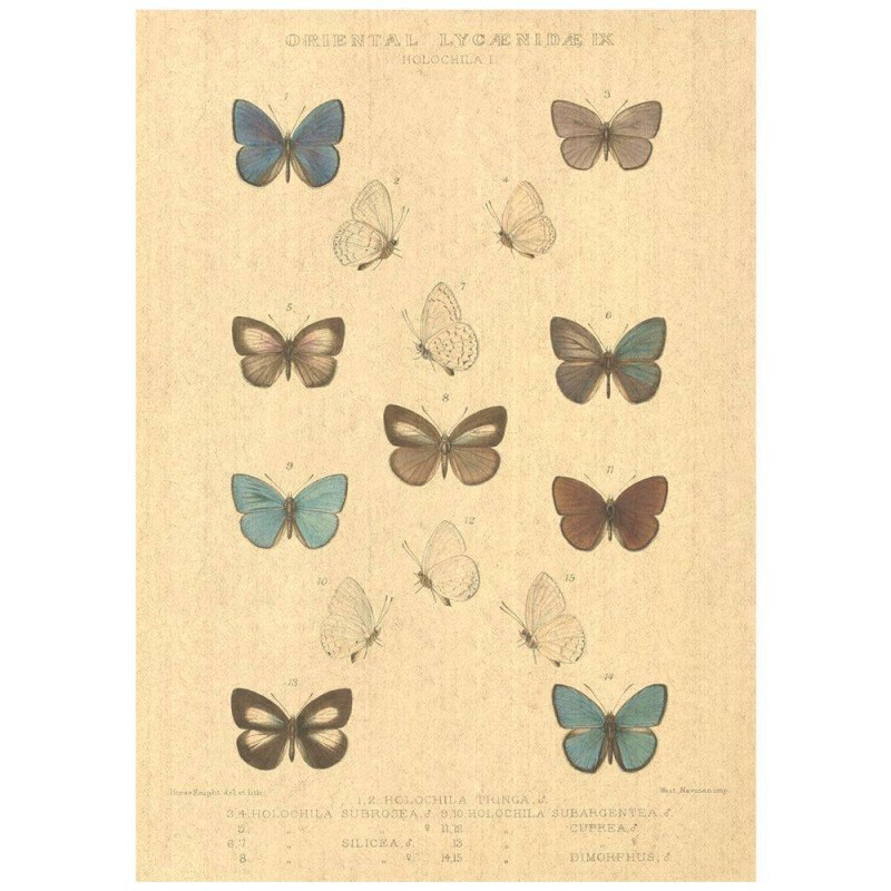 Flax Art Poster | Encyclopedia Butterfly B | FWP-AP-EN2B